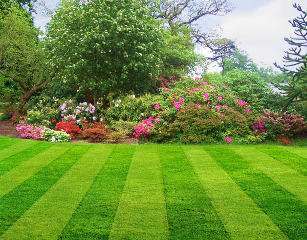 A beautiful lawn managed by a property management team