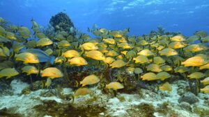 A picture of the reefs in Playa del Carmen - one of the best things to do in Playa del Carmen is snorkeling these gorgeous, life-filled waters