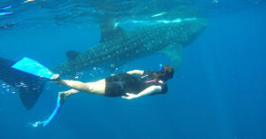 One of the best things to do in Playa del Carmen is swimming with whale sharks (in this picture)