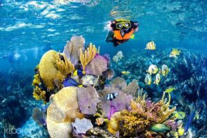 The Tulum Reef (in this picture) is one of the best snorkeling spots near Playa del Carmen