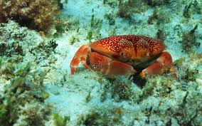 Inah Reef, in this picture, is one of the best snorkeling spots near Playa del Carmen