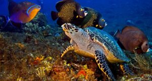 Palancar Reef (in this picture) is one of the best snorkeling spots near Playa del Carmen