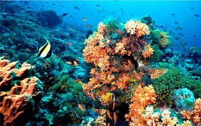 One of the best places for snorkeling near Playa del Carmen is Puerto Morelos National Reef Park which is shown in this picture