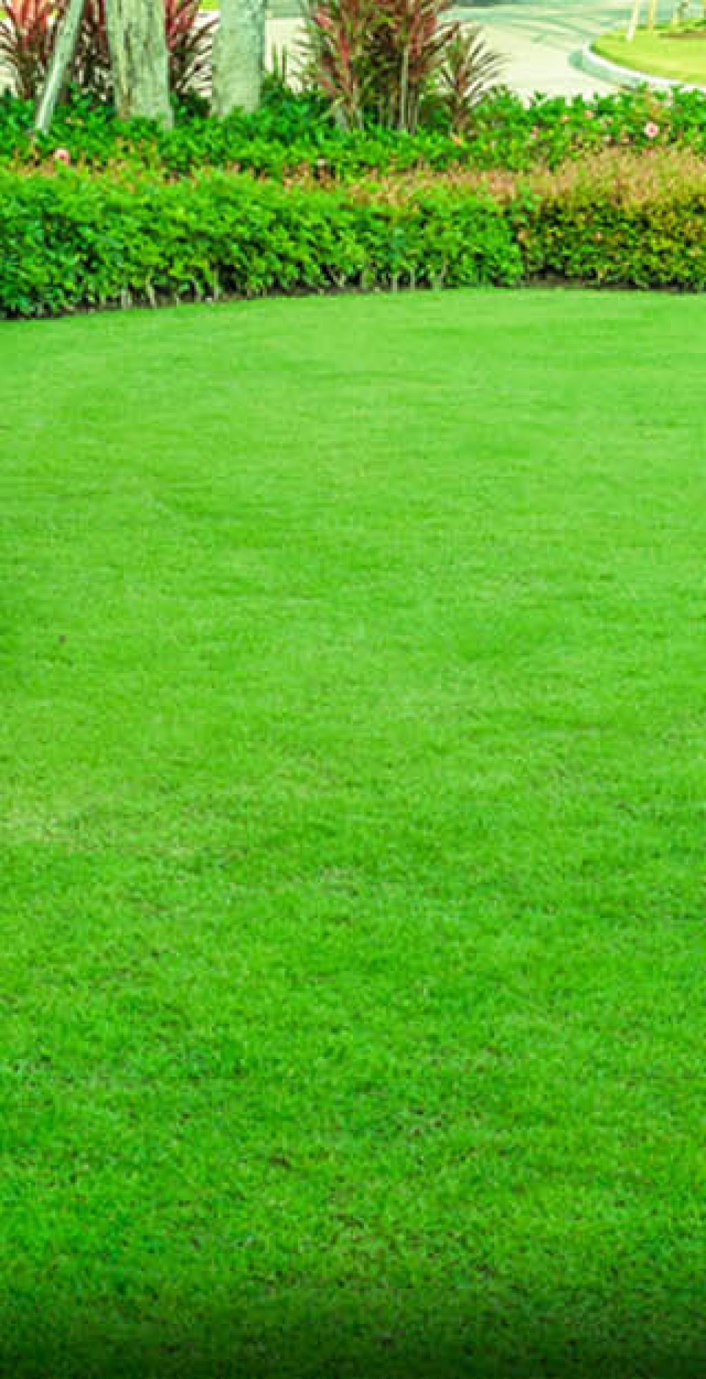 A lush green lawn maintained by a local property management company